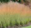 Stauden Gänge 5 x Molinia caerulea 'Heidebraut' im 1 Liter Produktbild-Vorschau 4