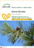 SAFLAX - Sosna Złocista - 20 Nasiona - Pinus ponderosa Podgląd zdjęcia produktu 1