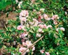 Chaenomeles japonica, Zierquitte, 40–60 cm, leuchtend rot Produktbild-Vorschau 10