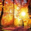 Unser Wald / Forest Nature 2027 Produktbild-Vorschau 13