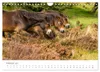 Exmoor Ponnys - Die letzten Ihrer Art (Wandkalender 2027 Produktbild-Vorschau 5