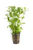 Vodní rostlina Hygrophila polysperma Náhled obrázku produktu 3