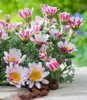 BALDUR Garten 9x Winterharter Bodendecker Afrikanisches Produktbild-Vorschau 2