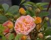 Kletterose Ghislaine de Feligonde ® - Rosa Ghislaine de Produktbild-Vorschau 1