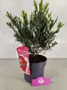 A potted Callistemon masotti 'Mini Red' plant with a pink tag showing a picture of the flower. Náhľad obrázku produktu