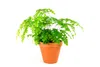 SPANG Blumentopf Ton Ø12cm konisch natur Produktbild-Vorschau 4
