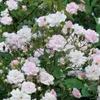 Růže  – popínavá růže – Rosa 'Paul's Himalayan Musk' Náhled obrázku produktu 2