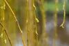 Salix alba 'Tristis', Trauerweide, gelbgrün, 100–150 cm Produktbild-Vorschau 9