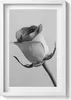 Graue kleine Rosenblüte– Wandbild mit Rahmen – Gerahmtes Produktbild-Vorschau 1