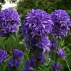 6 x Knäuel Glockenblume  - Campanula glomerata 'Superba'  | Produktbild-Vorschau 2