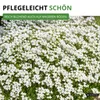 Steinkraut Duftsteinrich Schneedecke Samen - Lobularia Produktbild-Vorschau 7