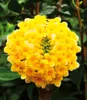 BALDUR-Garten Edgeworthia Grandiflora, 1 Pflanze, Produktbild-Vorschau 2