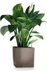 A peace lily plant in a modern planter. Náhled obrázku produktu