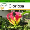 SAFLAX  - Gloriosa - 15 semi - Con substrato - Gloriosa Anteprima dell’immagine prodotto 9
