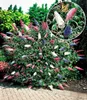 BALDUR Garten 2er Blüten-Sträucher-Kollektion Sommerflieder Produktbild-Vorschau 2
