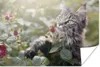 MuchoWow® Poster Maine Coon Cat zwischen den roten Rosen im Produktbild-Vorschau 1
