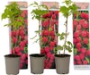 Three potted raspberry plants are displayed against a white background, with packaging featuring images of raspberries behind them. Produktbild-Vorschau