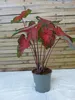 [Palmenlager] Caladium bicolor 60-80 cm- Topf 21 cm Ø // Produktbild-Vorschau 1