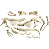 Galileo Kit de fouilles T-Rex & Fossile Kit de modelage Voir les images du produit 9
