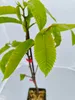 Lot de 2 Castanea sativa – châtaignier – hauteur 60 cm – Voir les images du produit 4