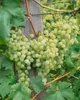 A close-up view of a cluster of white grapes hanging from a vine, with green leaves and a wooden support post visible. Produktbild-Vorschau