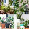 A collage of images showing various houseplants with grow lights. Náhľad obrázku produktu