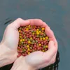 10 Liter (3,7 kg) Lyra Pond® Pond Allround Koi Mix Produktbild-Vorschau 7