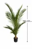 2er Set Kanarische Dattelpalme 190–210 cm (Phoenix Produktbild-Vorschau 5