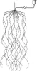 A line drawing of a string of LED lights hanging down, connected to a power adapter. Produktbild-Vorschau