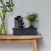 Bonsaibaume - Bonsai - Höhe 25-35cm - ⌀29cm Produktbild-Vorschau 5