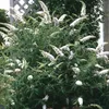 Krzew motylkowy Buddleja davidii White Profusion, zestaw 3 Podgląd zdjęcia produktu 1