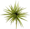 Dracaena Marginata Sunray Drachenbaum Ø17cm 60-80cm Produktbild-Vorschau 2