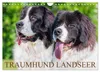 Traumhund Landseer (Wandkalender 2027 DIN A4 quer), Produktbild-Vorschau 1