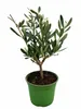 Olivovník, malý odrezok, cca 30 cm (Olea europaea) – Náhľad obrázku produktu 4