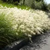 4 Pflanzen Lampenputzergras 'Hameln' XL, Pennisetum Produktbild-Vorschau 2