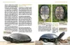Europäische Sumpfschildkröten Anteprima dell’immagine prodotto 2