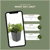 Plants by Frank | 60 Dreiblatt Golderdbeere Pflanzen | Produktbild-Vorschau 5
