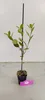 Sada 4 čiernych bobúľ arónie – Aronia prunifolia „Nero“ – Náhľad obrázku produktu 3