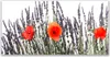 Glasbilder 140x70 Wandbild Druck auf Glas Blumen Pflanzen Produktbild-Vorschau 1