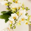 Kolibri Orchids – bílá orchidej Phalaenopsis „Lausanne“, Náhled obrázku produktu 4