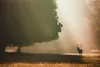 Muralo XXL Vlies FOTOTAPETE Herbstlandschaft Hirsch Baum 3D Produktbild-Vorschau 2