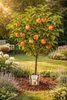 Apfelbaum Elstar 100–120 cm Halbstamm im Topf – Malus Produktbild-Vorschau 1