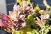 6 x Acanthus spinosus - Berenklau im topf 9 x 9 cm Produktbild-Vorschau 2