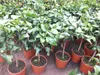 Bergamotte Pflanze 80–100 cm – Citrus Bergamia Fantastico – Produktbild-Vorschau 3