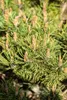 Pinus mugo 'Humpy', Bergkiefer, kompakt, 25–30 cm Produktbild-Vorschau 7