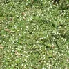 2 x  Cotoneaster dammeri « Major »  | 20-30 cm en conteneur Voir les images du produit 1