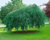 Betula pendula 'Youngii', Hängebirke, 40–60 cm Produktbild-Vorschau 6
