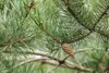 Pinus sylvestris, Waldkiefer, 40–60 cm Produktbild-Vorschau 6