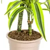Dracaena deremensis « Lemon Lime » - Plante verte - 70 à 90 Voir les images du produit 6