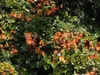 Goldblatt-Bauhinia (Phanera aureifolia) - 3 zaden Productafbeelding-voorbeeld 2